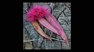 Eucalyptus Flower and Leaves